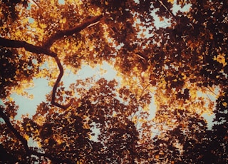 low angle photography of brown leaf trees during daytime