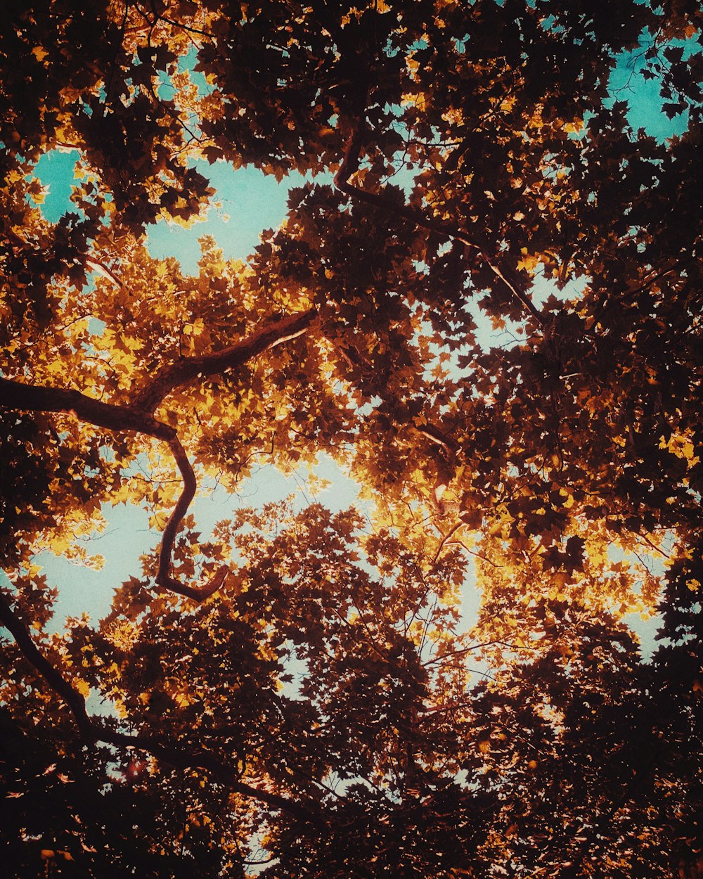 low angle photography of brown leaf trees during daytime