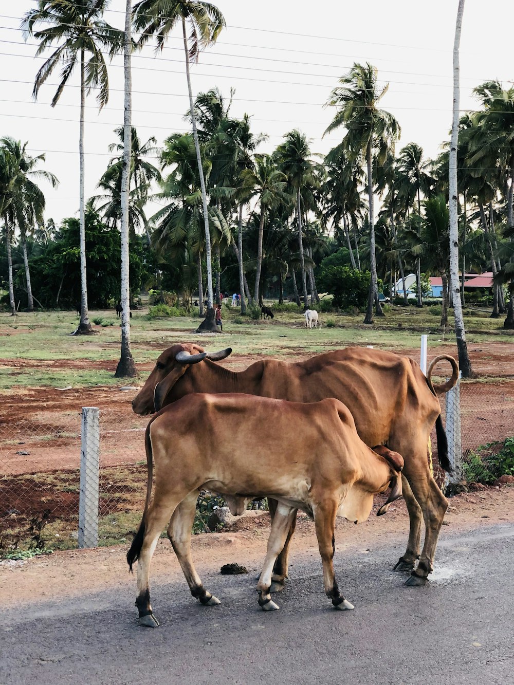 brown cow on brown field during daytime