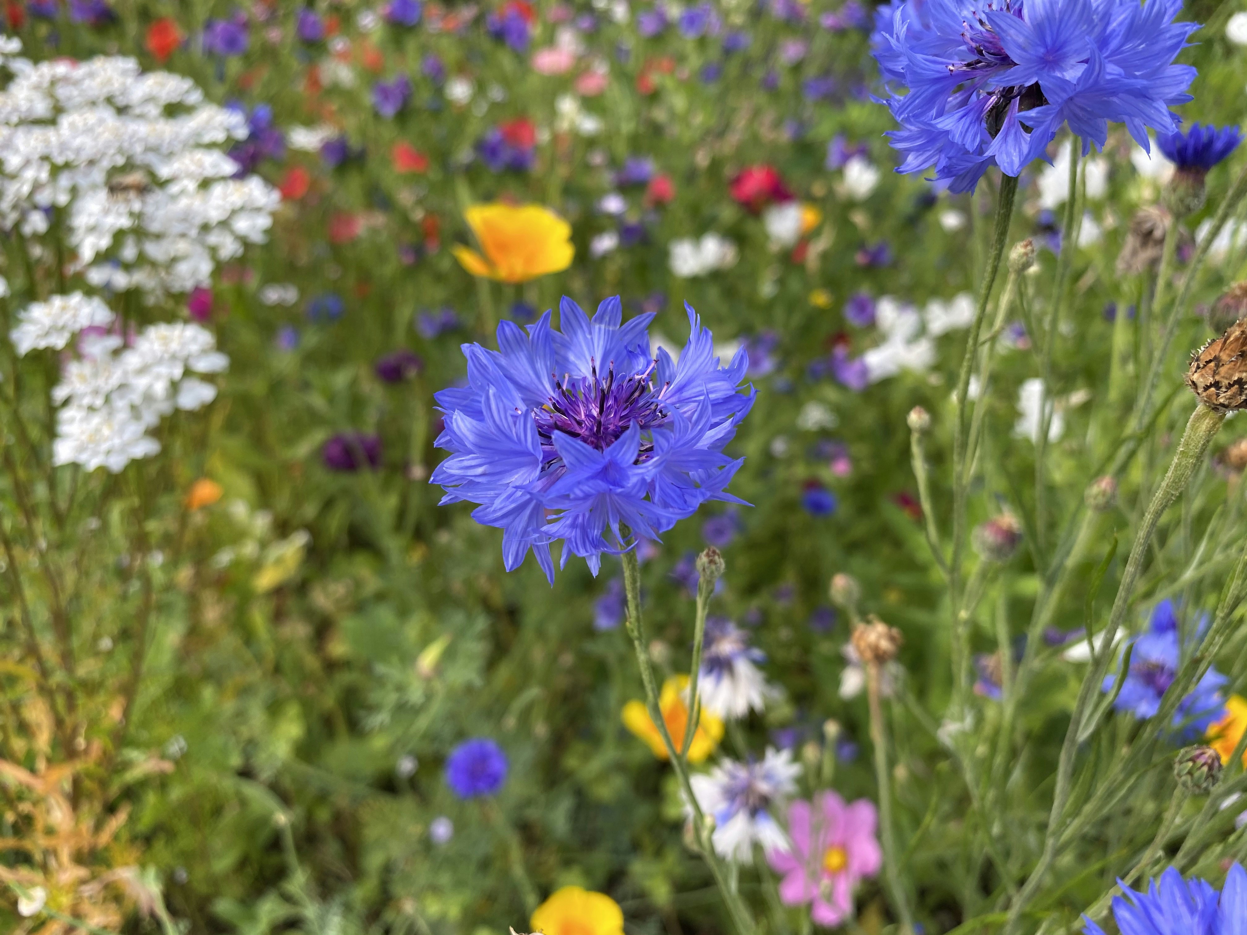 Photo by anton_konstantinov