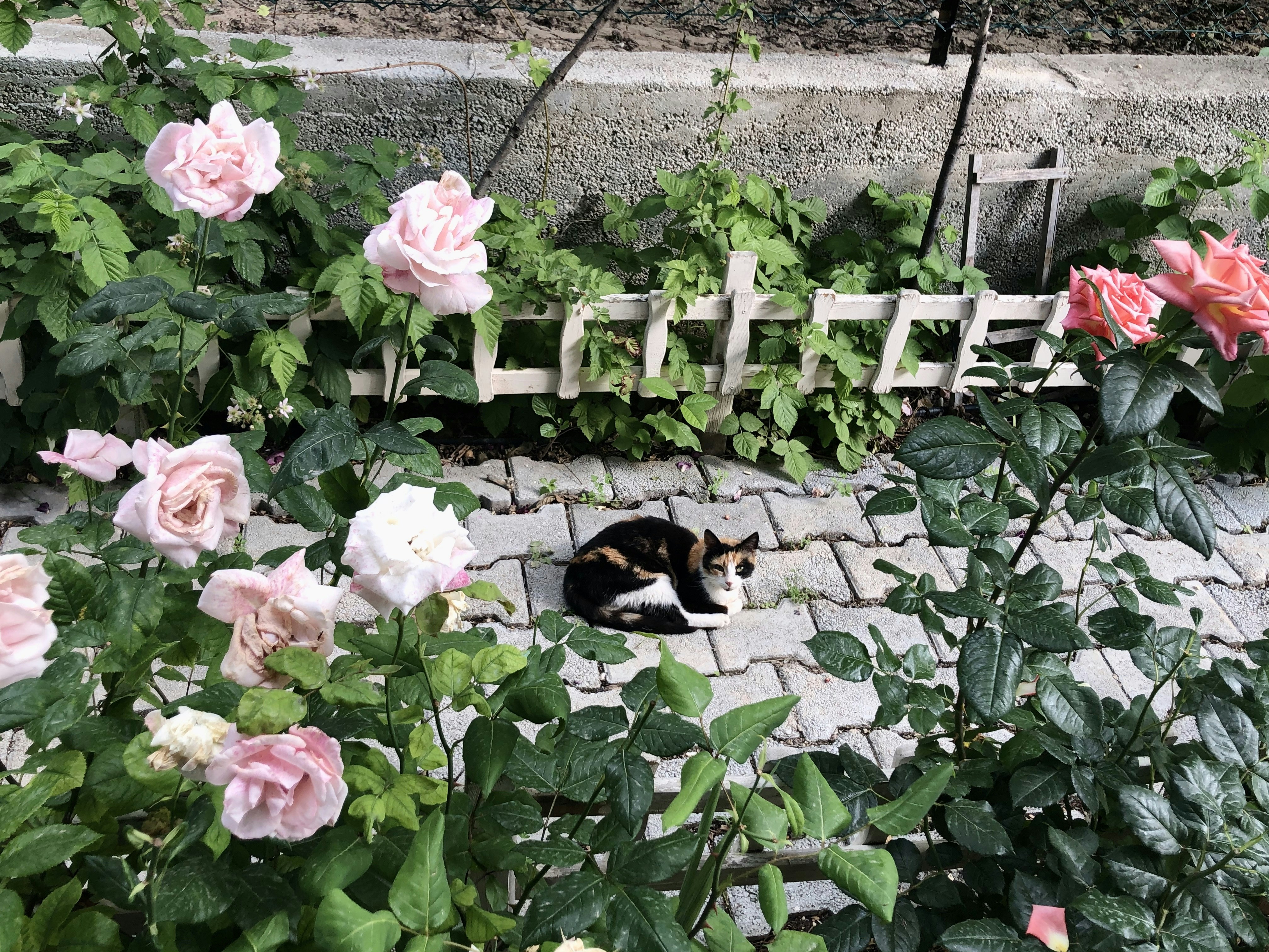 pink flowers on white wooden fence