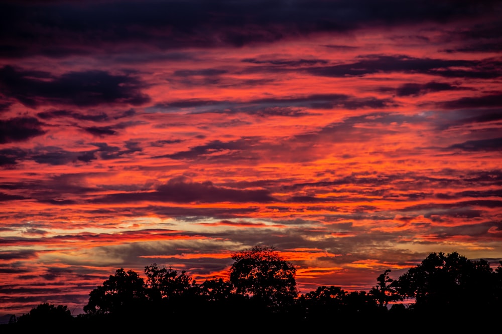 silhouette of trees during sunset