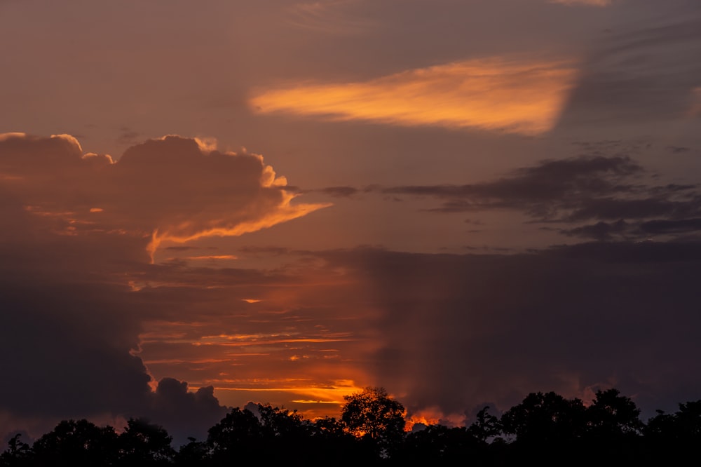 silhouette di alberi sotto cielo nuvoloso durante il tramonto