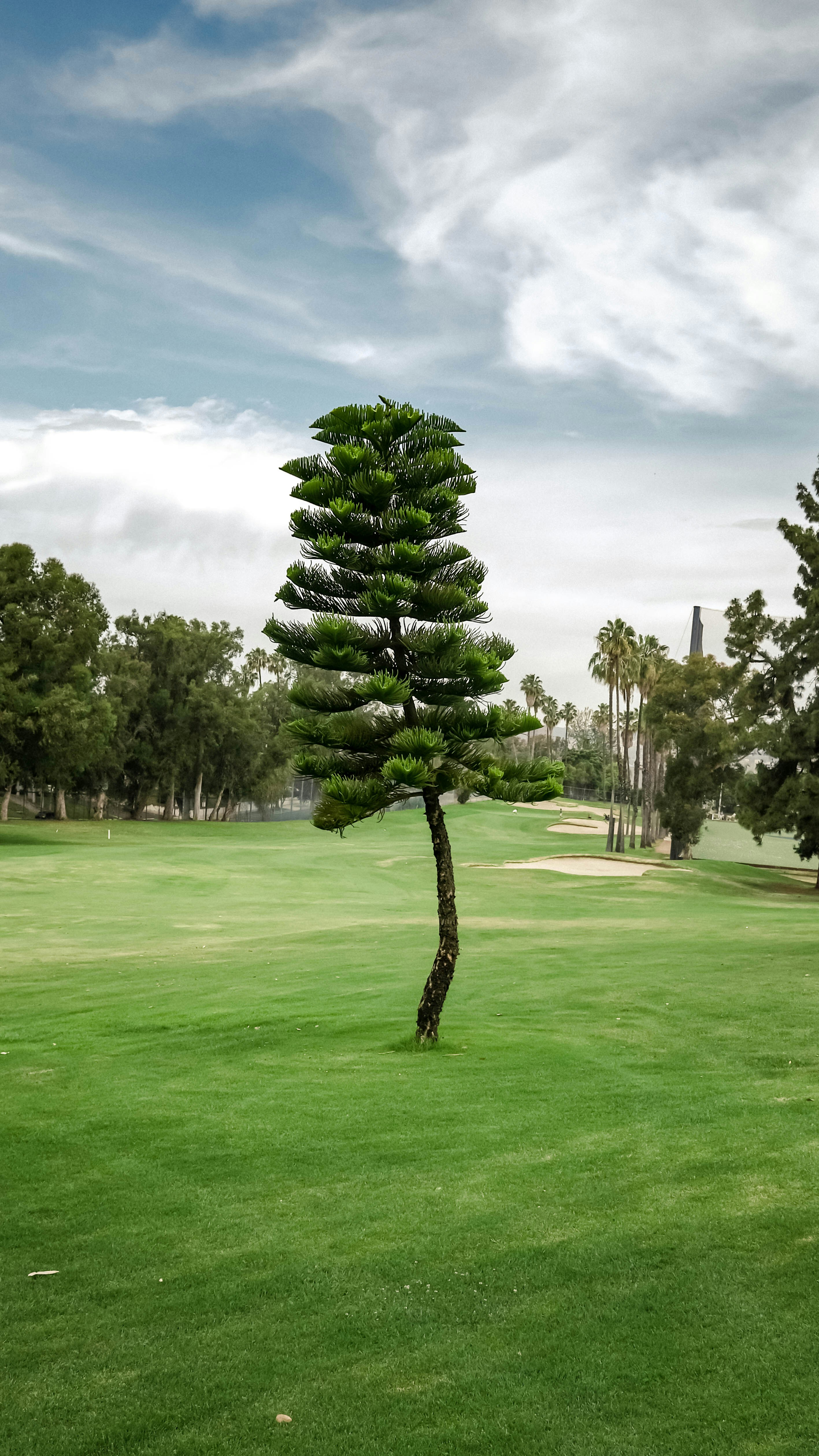 Grünes Grasfeld mit Bäumen unter weißen Wolken tagsüber
