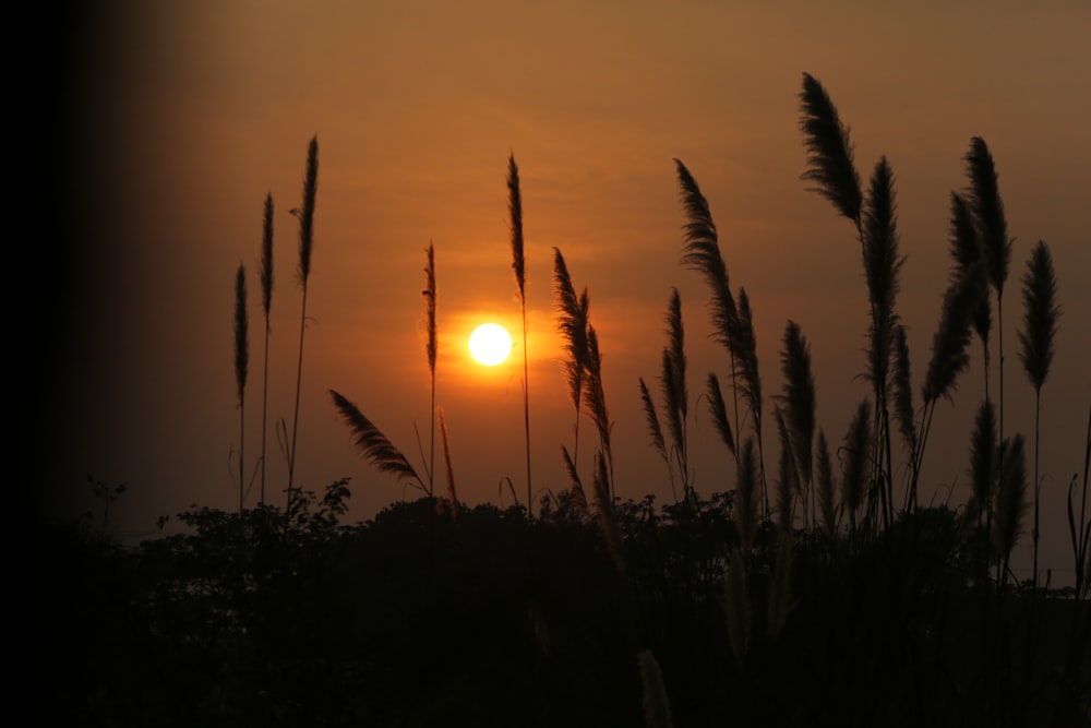 silhouette of coconut trees during sunset