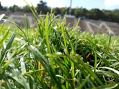 Close-up of a football on lush green grass with a stadium blurred in the background.