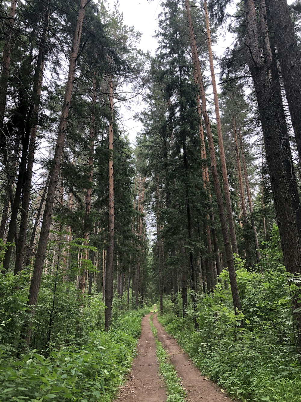 green trees on forest during daytime