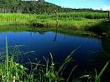 A beautiful ornamental pond with clear water and lush greenery surrounding it.