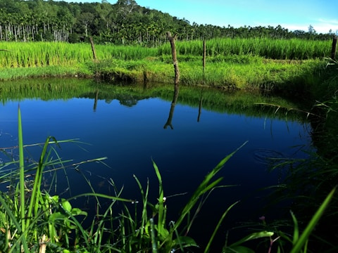 A beautiful ornamental pond with clear water and lush greenery surrounding it.