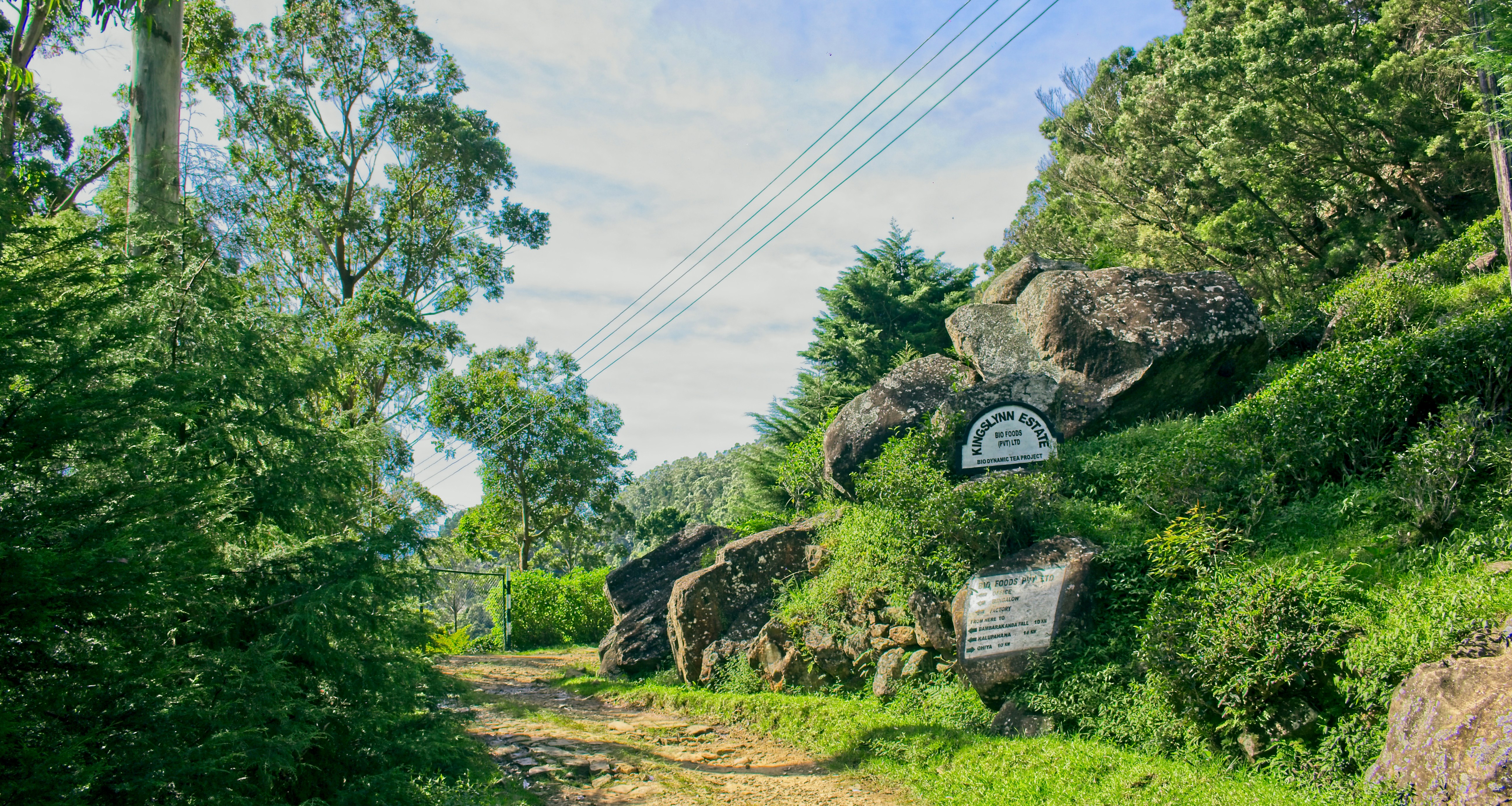 green trees on brown grass field during daytime