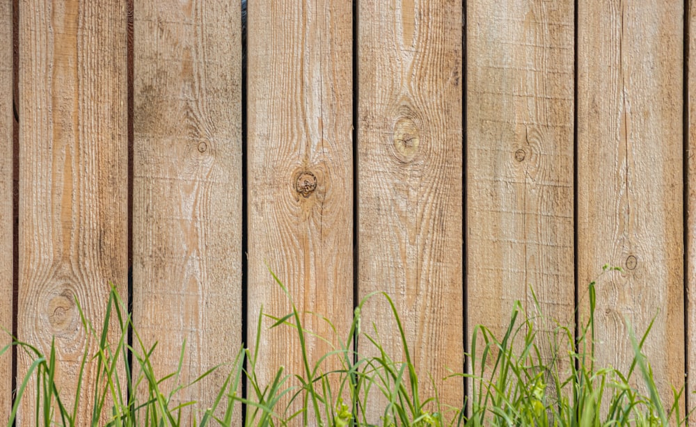 herbe verte à côté d’une clôture en bois marron