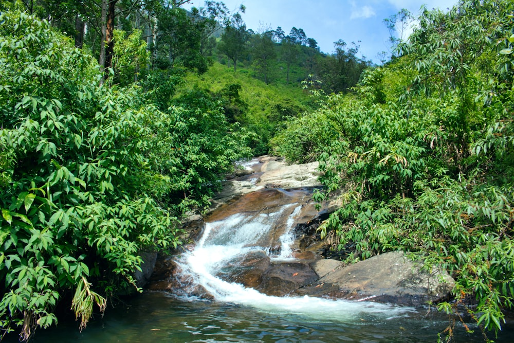 green trees beside river under blue sky during daytime