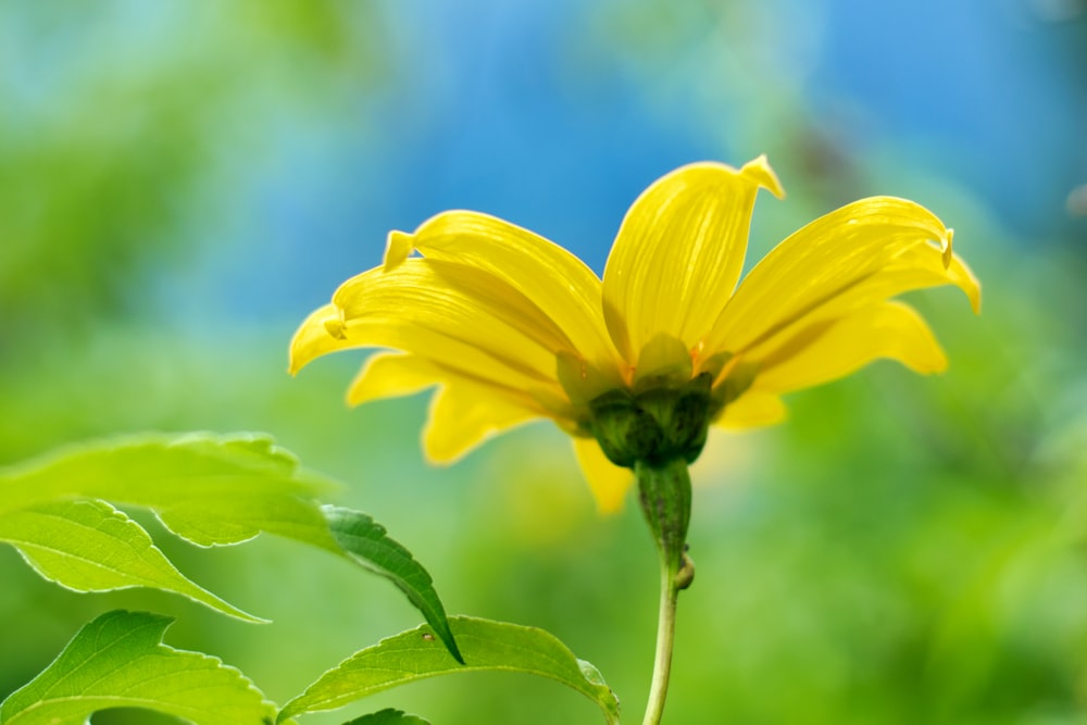 yellow flower under blue sky during daytime