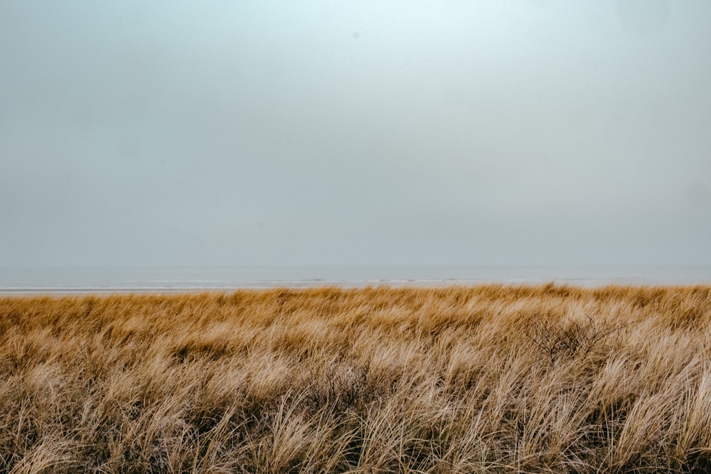 brown grass field under white sky during daytime