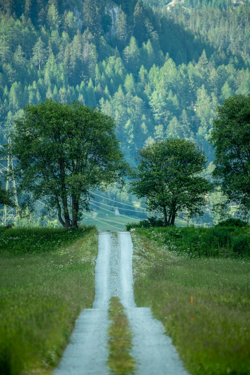 green trees on green grass field during daytime