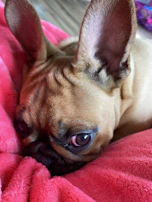Close-up of a lilac French Bulldog puppy with bright, curious eyes resting on a soft blanket.
