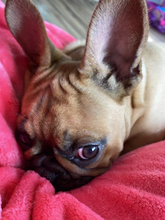 Close-up of a lilac French Bulldog puppy with bright, curious eyes resting on a soft blanket.