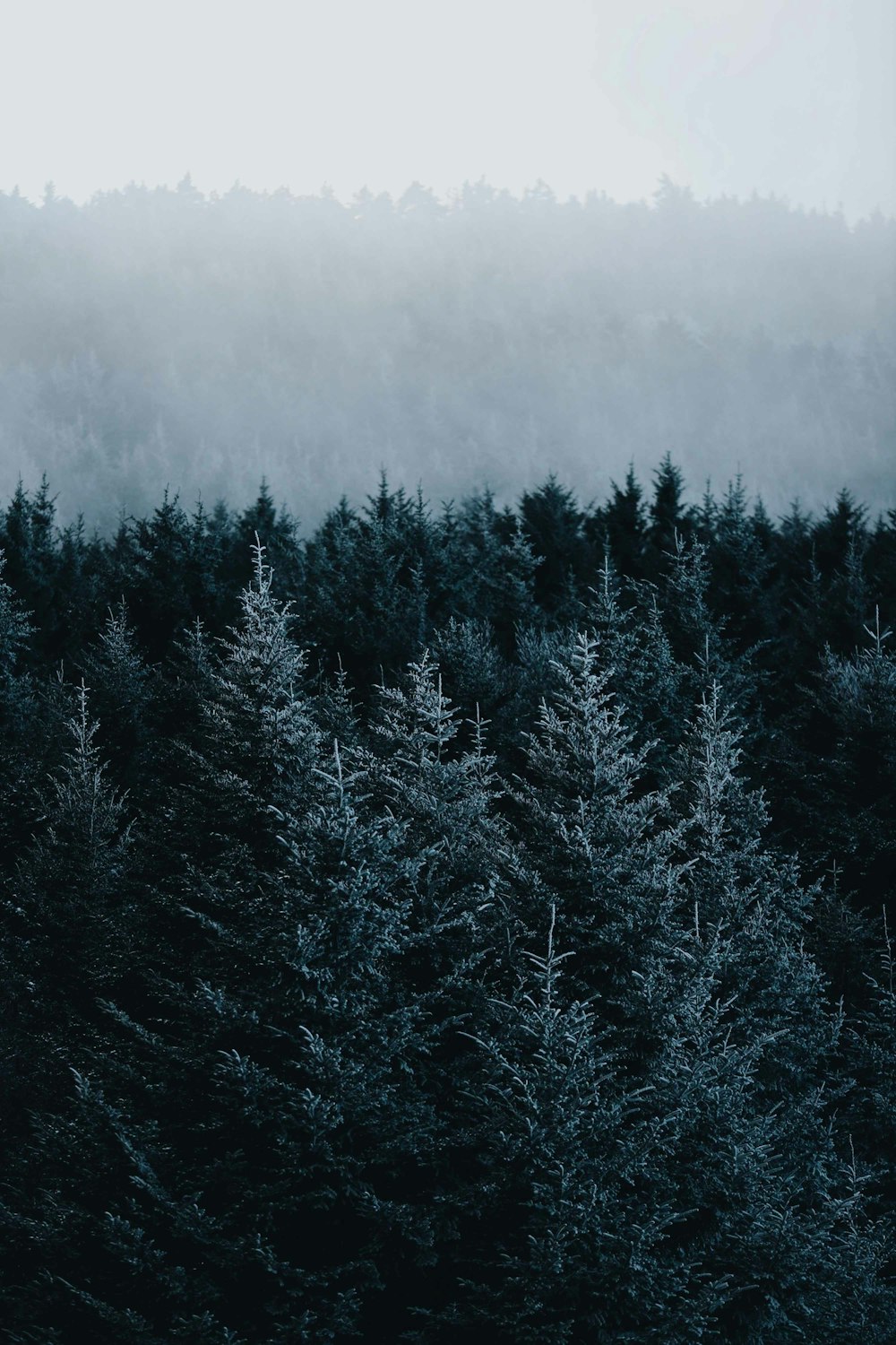 green pine trees covered with snow