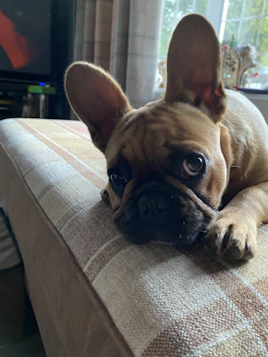 Elegant merle French bulldog puppy resting peacefully on a plush cushion with French blue accents.