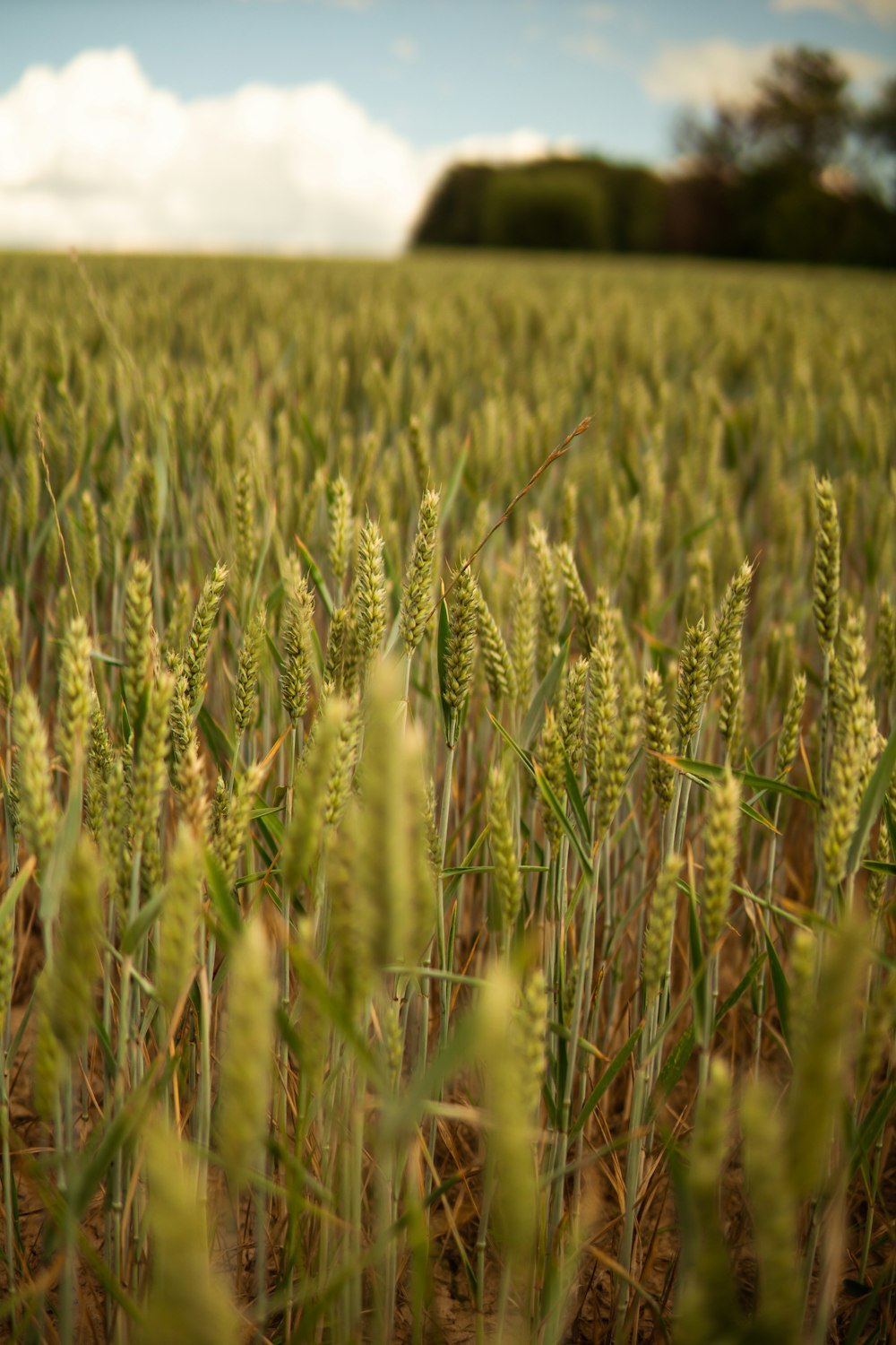 green wheat field during daytime