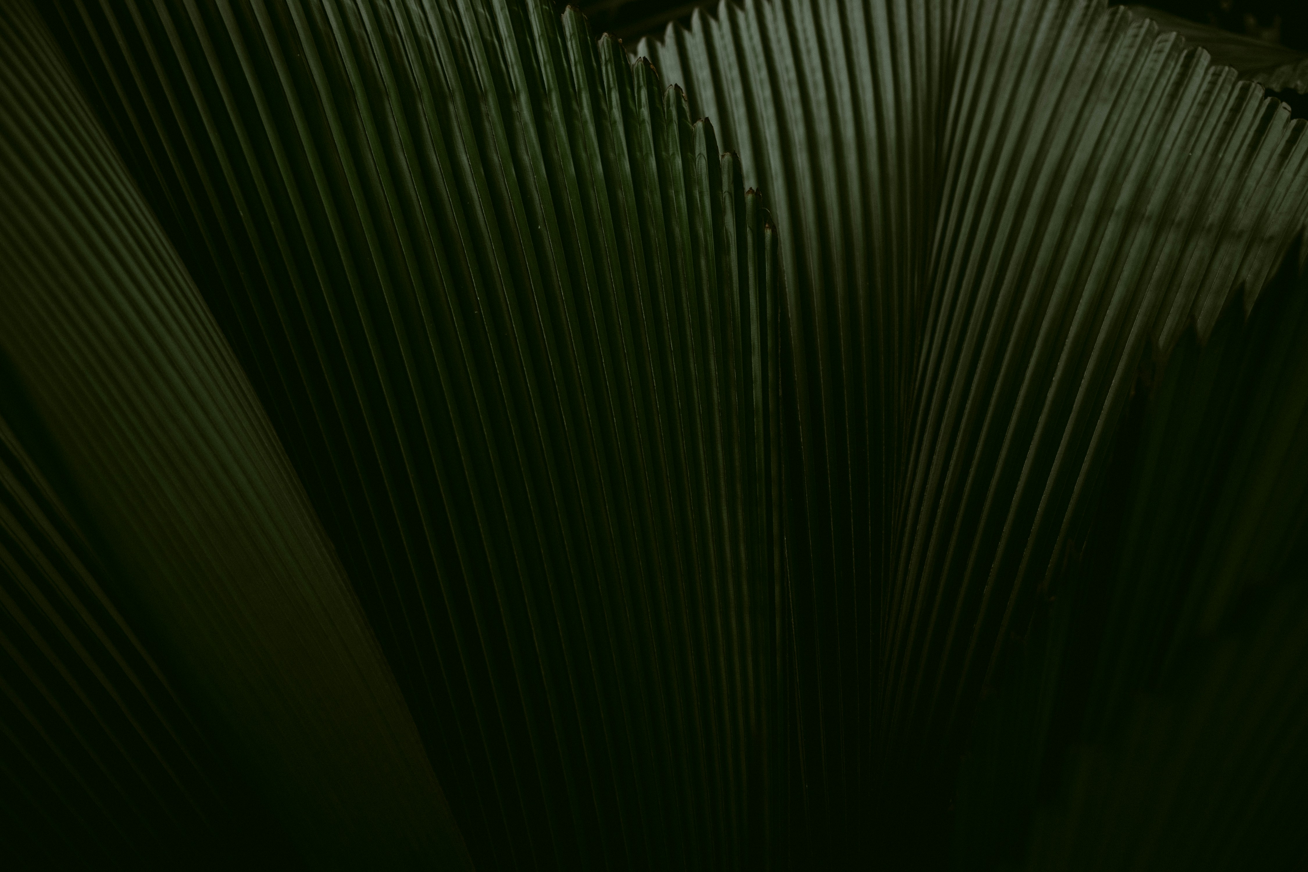 Palm leaf in Plantentuin Meise, Belgium