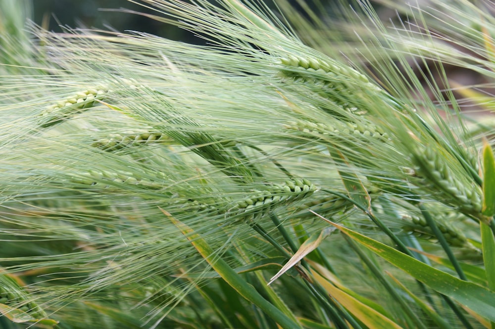 green wheat in close up photography