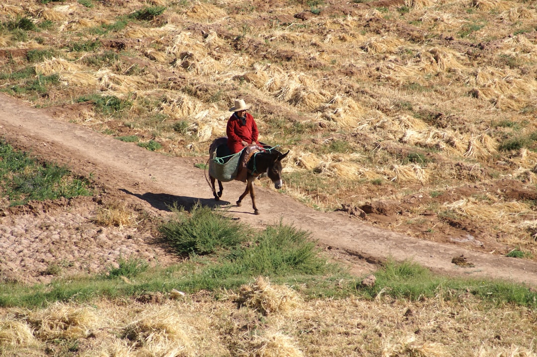 Saddle Up: Ride Through LA's Best-Kept Secret Equestrian Trails wit… — Saddle Up