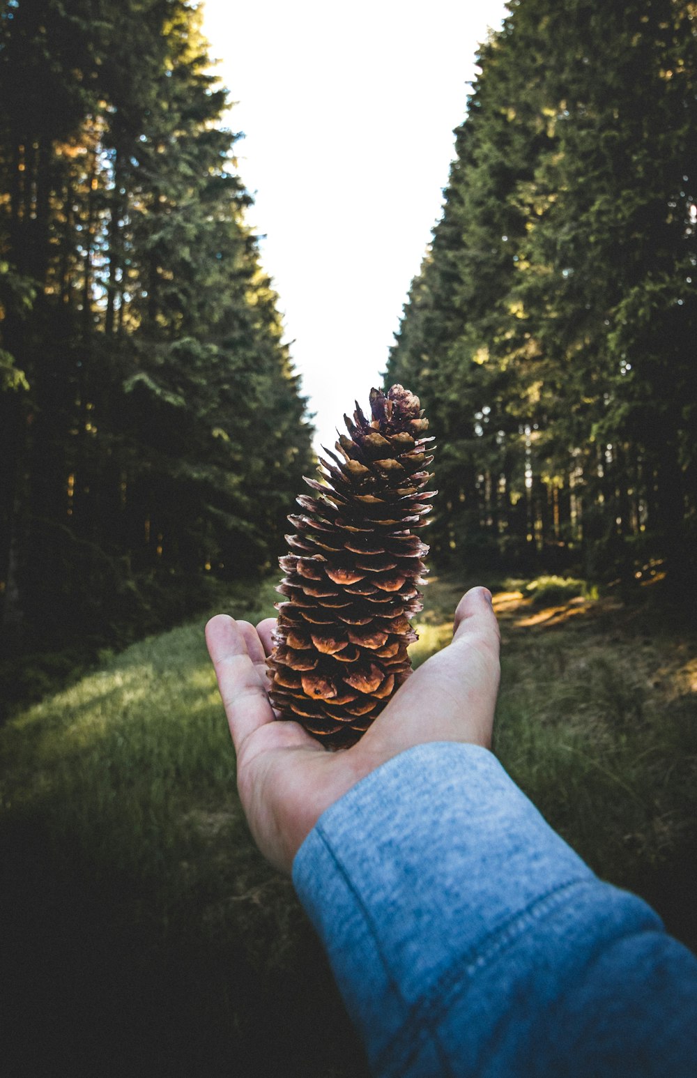 person holding brown pine cone