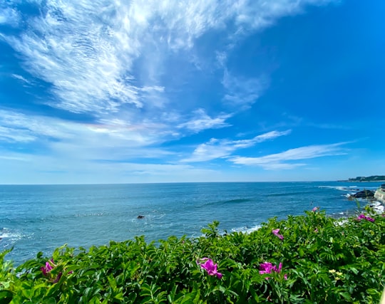 purple flower near body of water during daytime in Cliff Walk United States