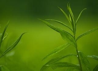 green leaf plant in close up photography