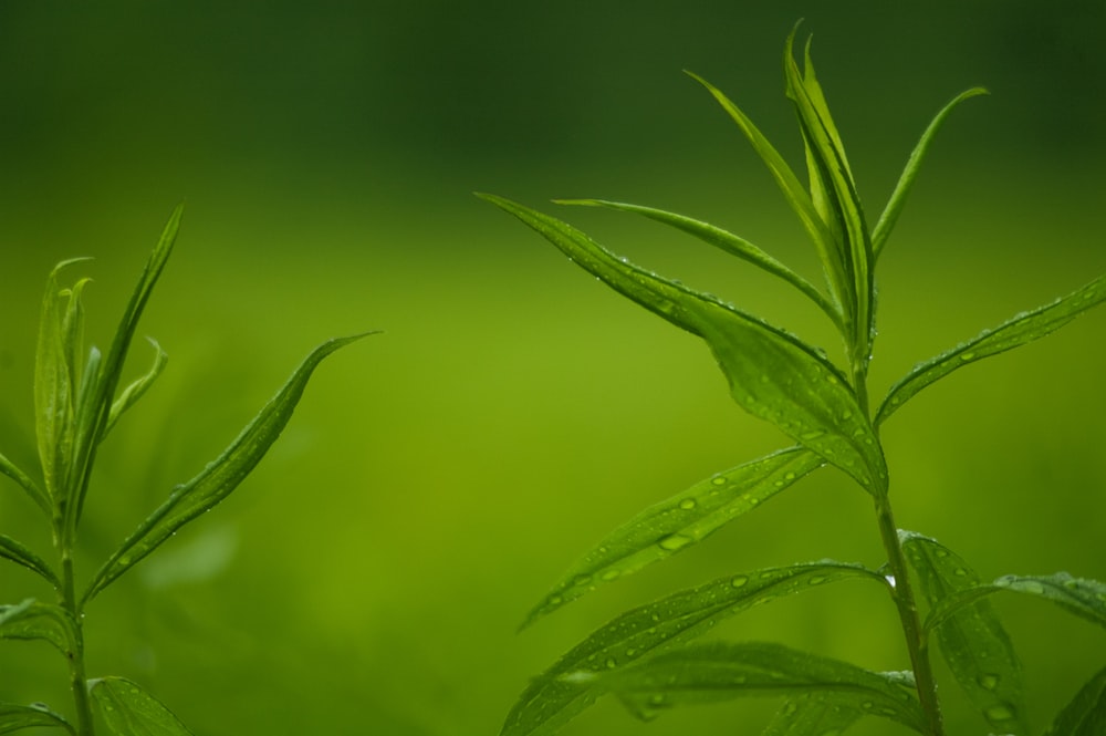 green leaf plant in close up photography