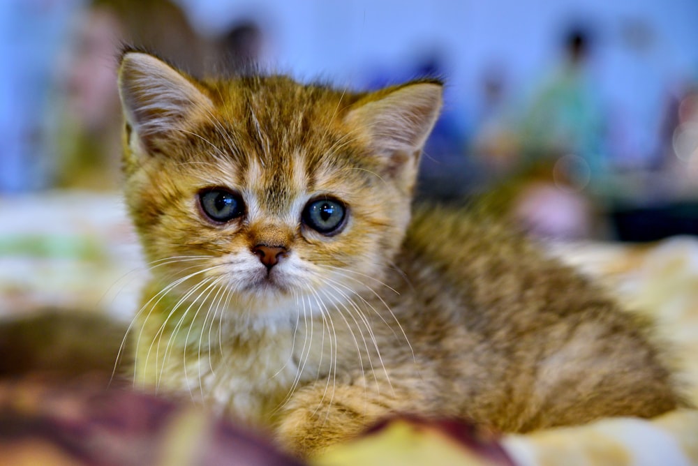 brown tabby kitten on persons hand