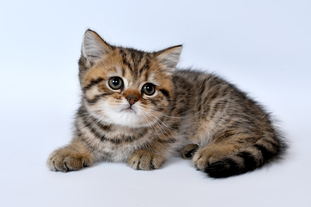 chaton tigré brun sur surface blanche