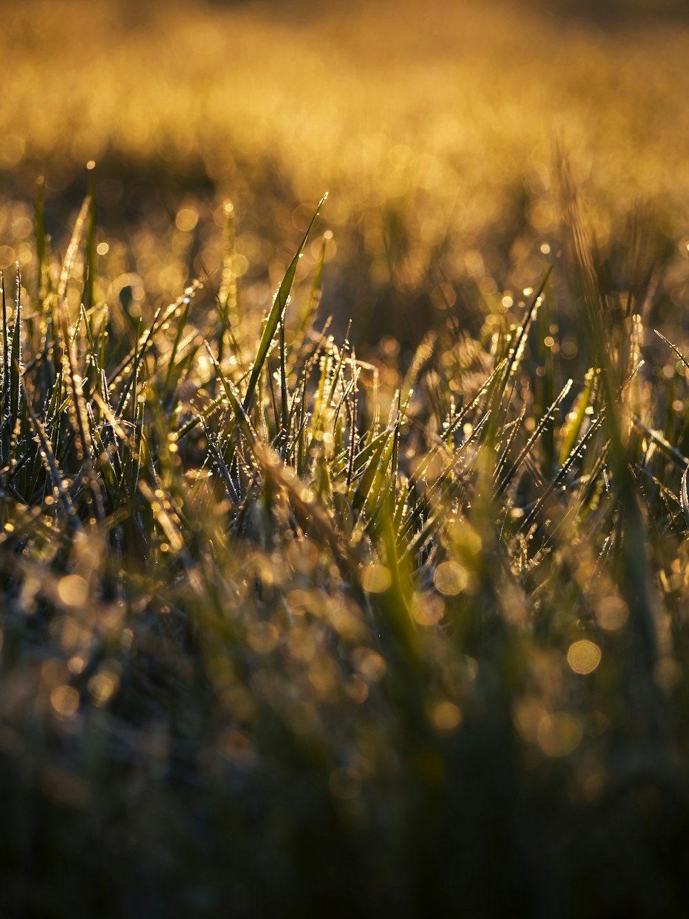 green grass field during daytime