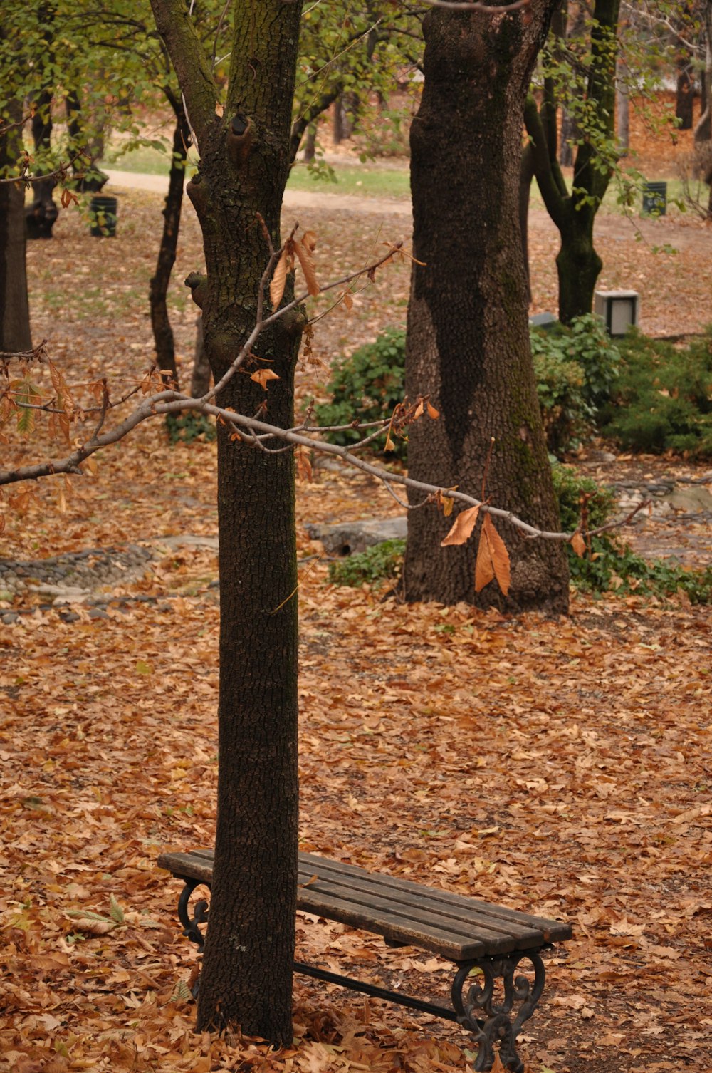 brown tree trunk with brown leaves on ground