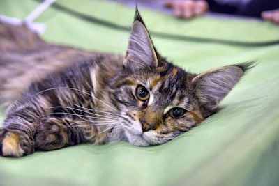 brown tabby cat lying on green textile