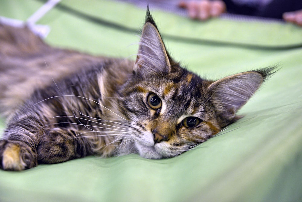 brown tabby cat lying on green textile