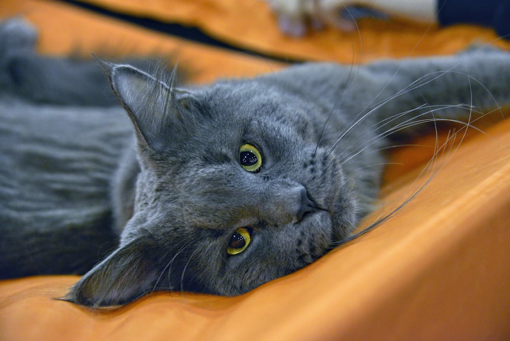 russian blue cat lying on orange textile