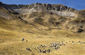 group of sheep on brown grass field during daytime