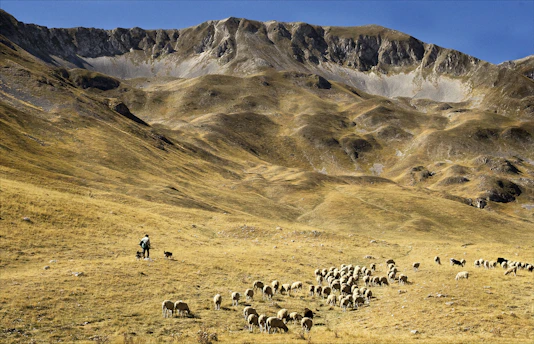 group of sheep on brown grass field during daytime