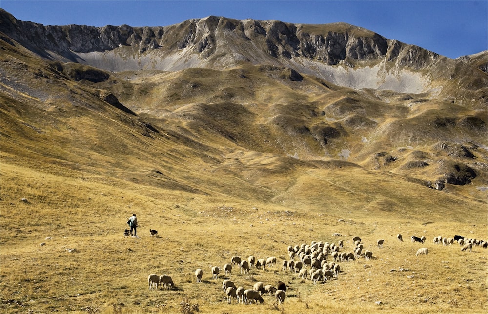 昼間の茶色の草原の羊の群れ