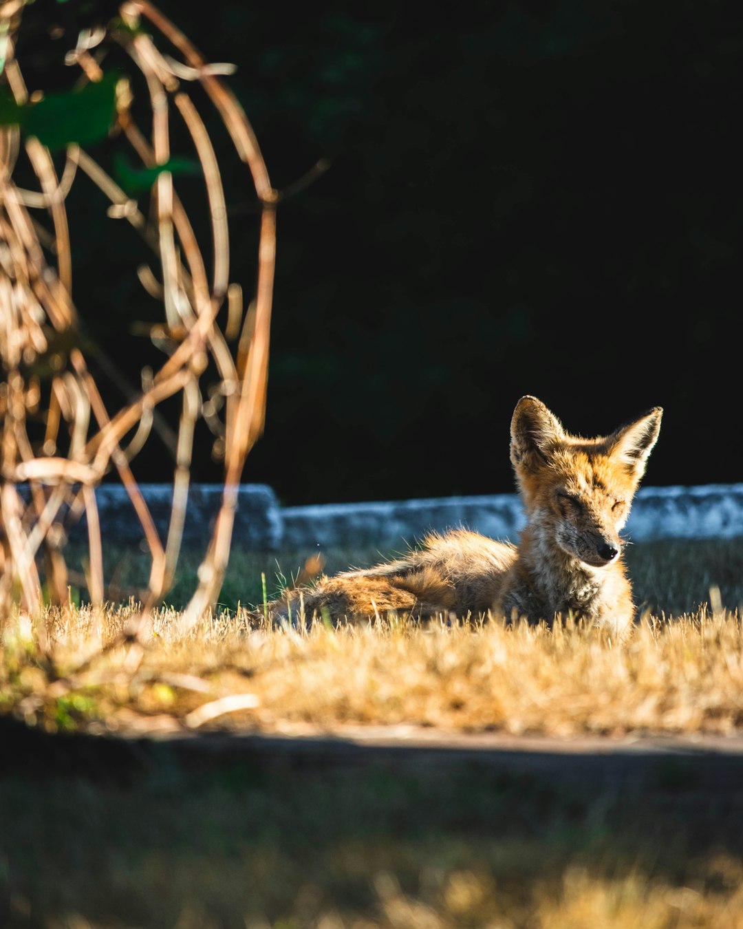 brown and black fox lying on green grass during daytime