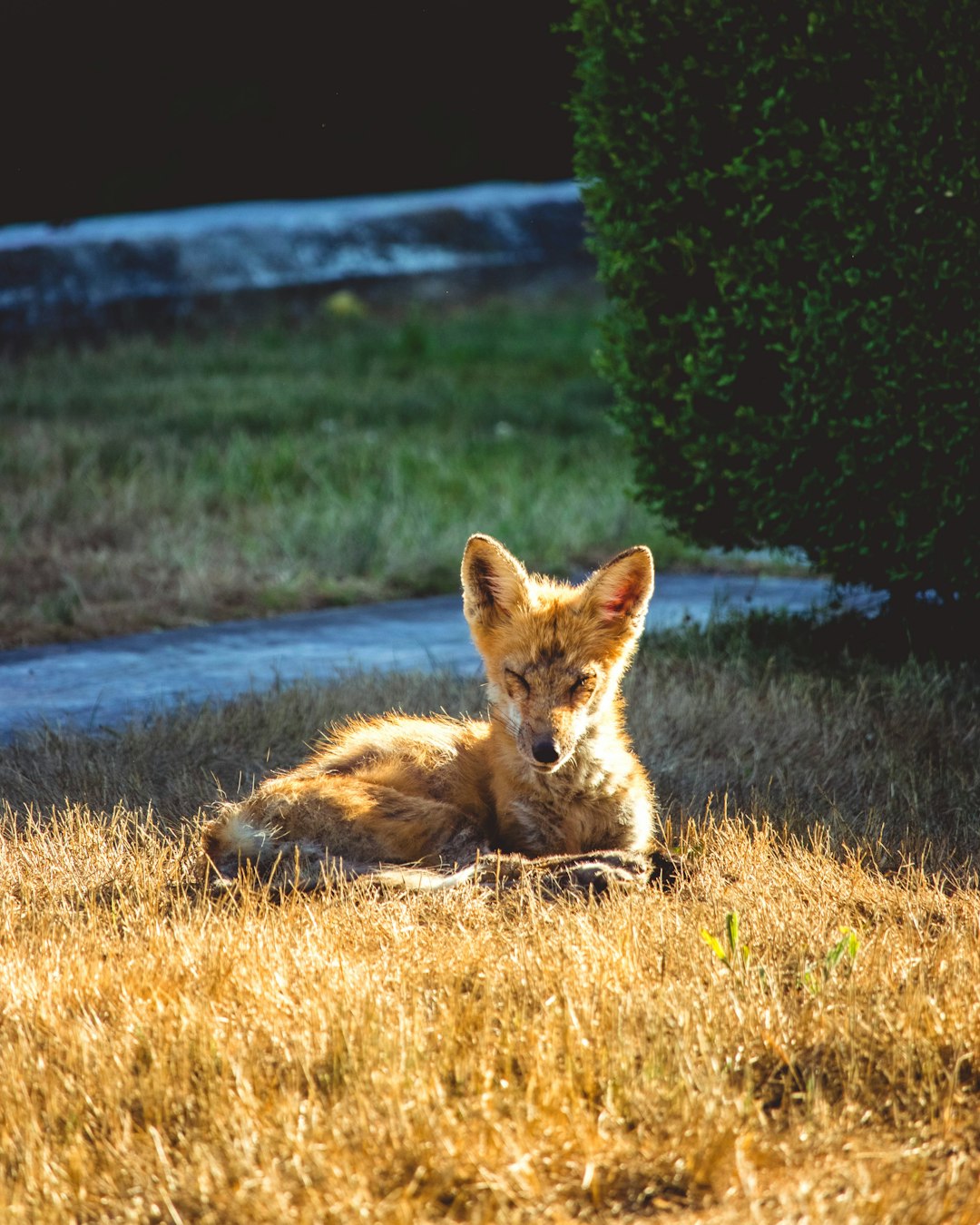 brown fox on green grass field during daytime