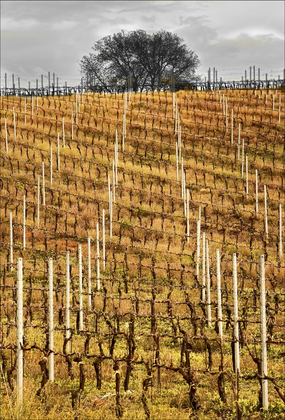 arbres bruns sans feuilles sous le ciel bleu pendant la journée