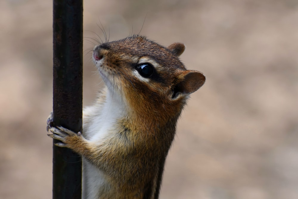 brown and white squirrel on black wooden fence during daytime