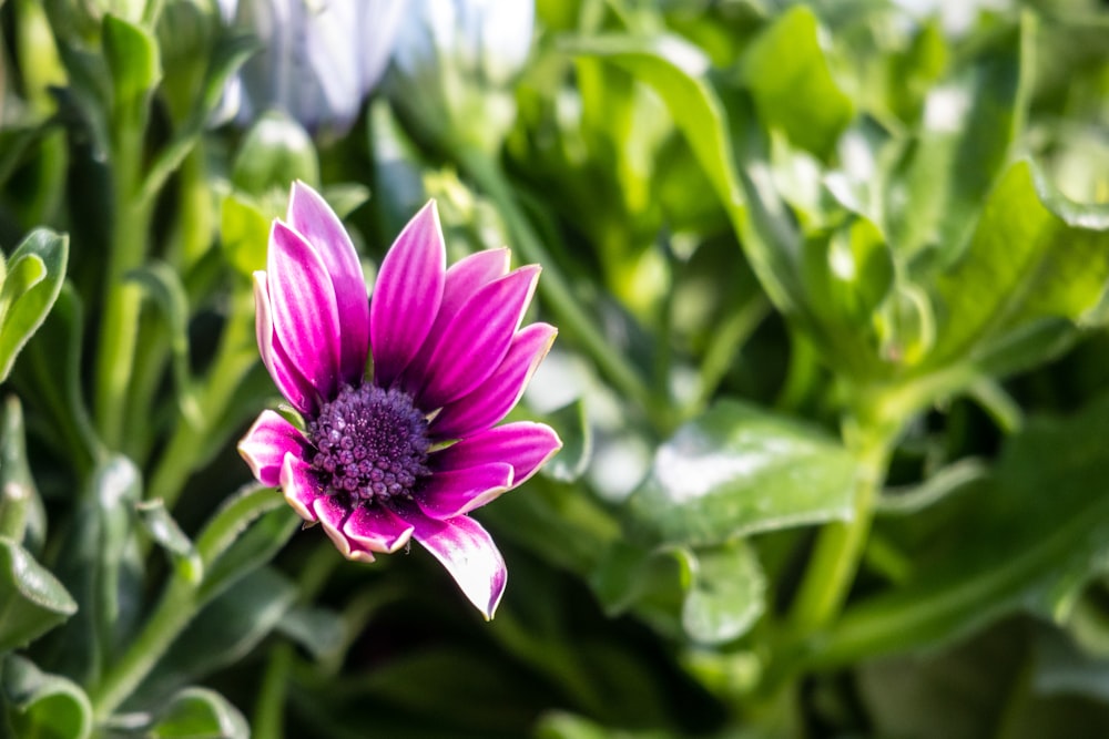 purple flower in tilt shift lens