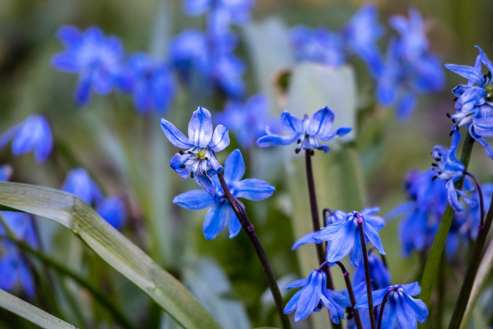 purple flowers in tilt shift lens