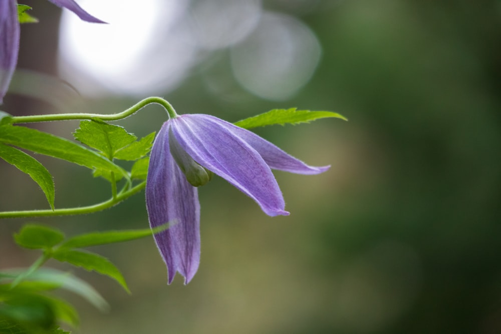 purple flower in tilt shift lens