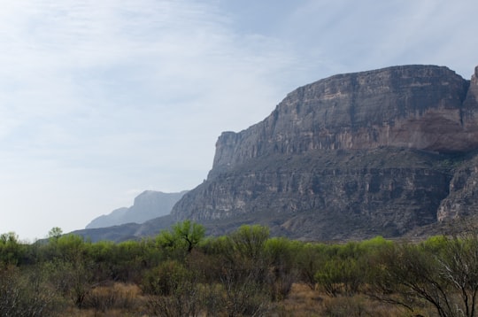 green trees near brown mountain during daytime in Big Bend National Park United States