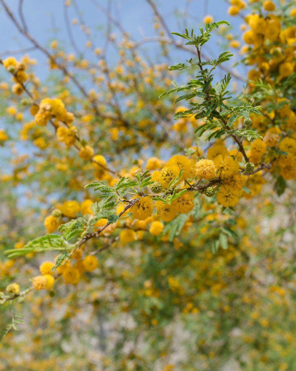 yellow flowers in tilt shift lens